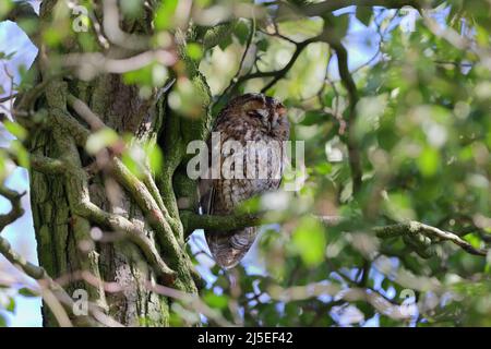 The tawny owl is commonly found in woodlands across much of Eurasia and North Africa, and has 11 recognized subspecies. It is a stocky, medium-sized. Stock Photo