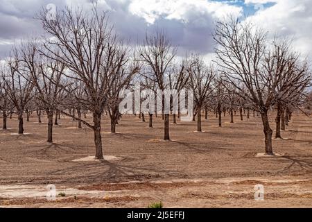 Hatch, New Mexico - Water-hungry pecan trees in winter, growing in the midst of a severe dought in the New Mexico desert. Stock Photo