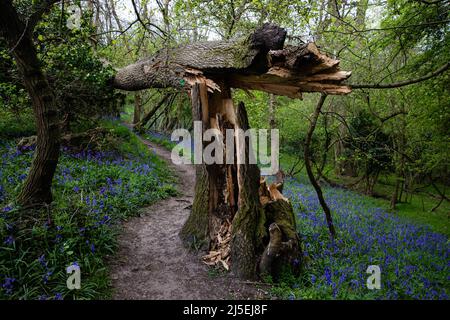 Sulham, UK. 22nd April, 2022. A tree brought down by Storm Eunice is pictured among English bluebells in Sulham Woods. The UK is home to over half of the world's population of bluebells, split between the native English or British bluebell (Hyacinthoides non-scripta) found in Sulham Woods, which is protected under the Wildlife and Countryside Act 1981, and the fast spreading Spanish bluebell (Hyacinthoides hispanica). Credit: Mark Kerrison/Ģ����ý Live News Stock Photo
