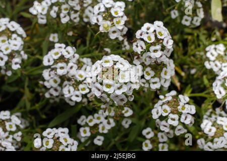 Lobularia maritima syn. Alyssum maritimum Stock Photo - Alamy
