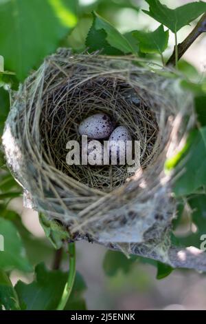 Birds nest with eggs in their natural habitat Stock Photo