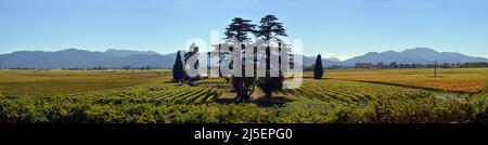 Grapes as far as the eye can see on the Wairau Plains, New Zealand. Stock Photo