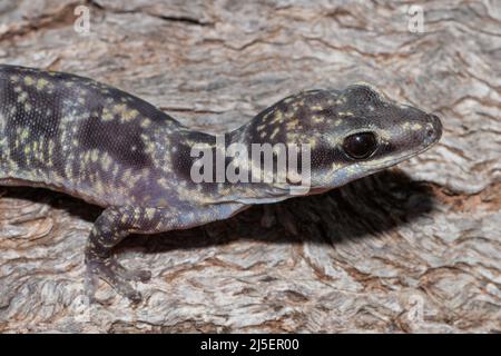 Marbled Velvet Gecko, (Oedura marmorata) Stock Photo