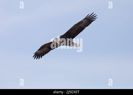 An adult bald eagle in flight at Lock & Dam 18 on the Mississippi River in Gladstone, Illinois Stock Photo