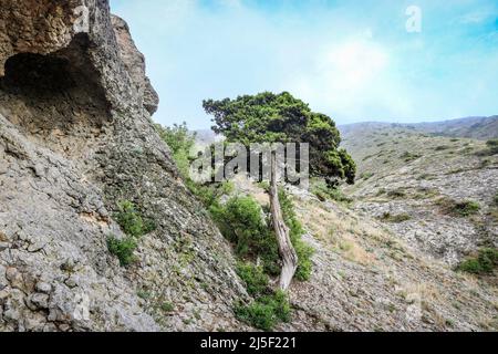 Lonely cypress in the mountains, mediterranean climate. Stock Photo