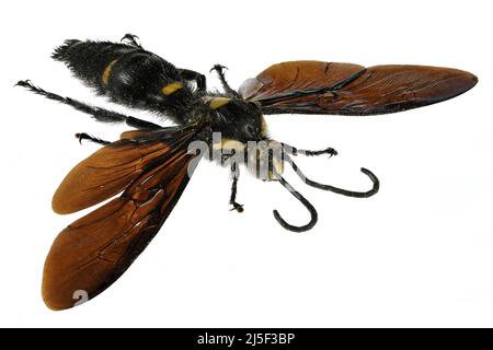 Entomologie Insecte Enorme Femelle Megascolia procer A1 d'Indonesie! GIANT!! 