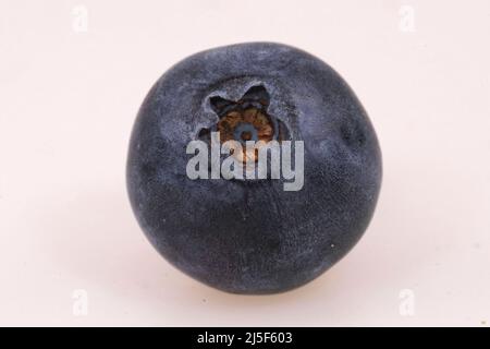 Detailed closeup on a single European blueberry, Vaccinium myrtillus against a white background Stock Photo
