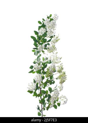Spring flowers of spirea on white background Stock Photo