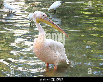 The great white pelican also known as rosy and eastern pelican in a shallow lake, the scientific name is Pelecanus onocrotalus, usually forms large fl Stock Photo