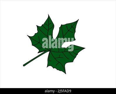 Tropical leaf collection. Vector elements on a white background. Stock Vector