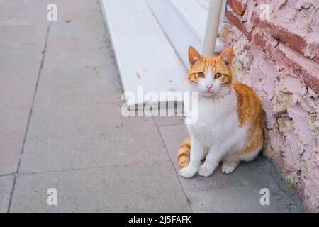 beautiful white and ginger color cat sitting on the street near old pink wall texture background. homeless animals concept. Stock Photo