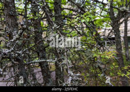 Evernia plum lichen on tree branches. Chernobyl Stock Photo