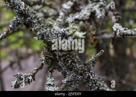 Evernia plum lichen on tree branches. Chernobyl Stock Photo