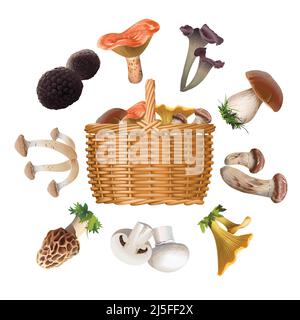Vector collection of various species of edible mushrooms and basket with mushrooms isolated on white. Realistic style Stock Vector