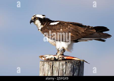 Osprey Standing on Piling Eating a Bloody Fish Stock Photo