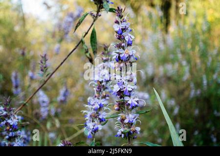 Vitex agnus-castus, also called vitex, chaste tree (or chastetree), chasteberry, Abraham's balm, lilac chastetree, or monk's pepper, is a native of th Stock Photo