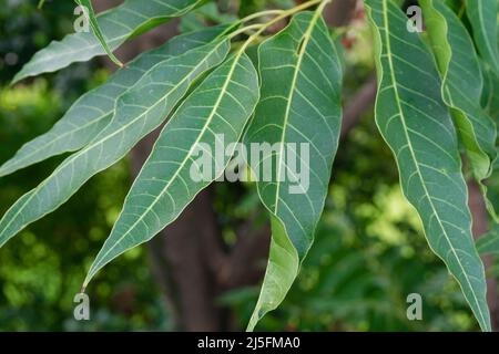 Indian lilac leaves. Azadirachta indica, commonly known as neem, nimtree or Indian lilac,is a tree in the mahogany family Meliaceae. Stock Photo