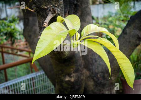 A closeup shot of young leaves and stem growing on a Mango tree. India Stock Photo