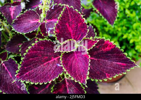 A closeup shot of Coleus scutellarioides, commonly known as coleus, is a species of flowering plant in the family Lamiaceae, native to southeast Asia Stock Photo