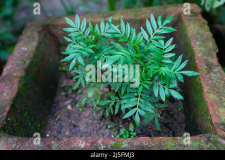 A Close up shot of Tagetes flower plant in a clay pot commonly know as Marigold. Stock Photo