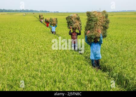 Sunamganj, Bangladesh. 20th Apr, 2022. Farmers carry bundles of harvested paddy in a haor. Credit: SOPA Images Limited/Alamy Live News Stock Photo