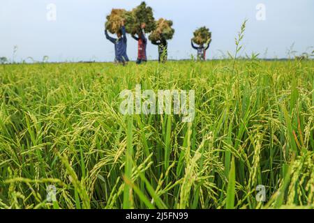 Sunamganj, Bangladesh. 20th Apr, 2022. Farmers carry bundles of harvested paddy in a haor. Credit: SOPA Images Limited/Alamy Live News Stock Photo