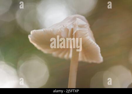 The sun coming through the trees is caught catching this toadstool Stock Photo