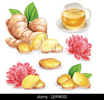 Set vector illustration of a fresh ginger root, sliced, flower and ginger tea isolated on white background. Print, template, design element for packag Stock Vector