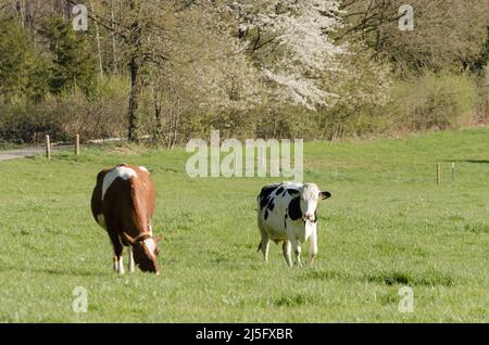 Spotted Fleckvieh cattle on a pasture in the countryside in Germany, Europe