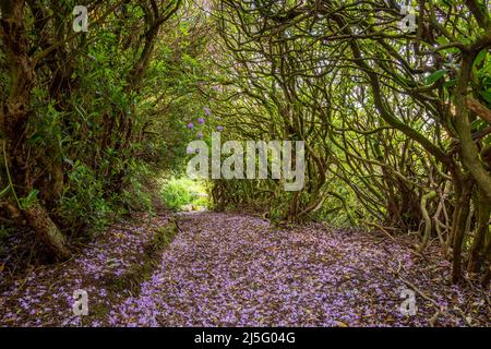 Tunnel of rhododendrons, Dalquharran, Ayrshire, Scotland Stock Photo
