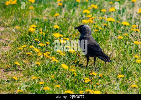 A black and gray raven is looking for food in a meadow in spring Stock Photo