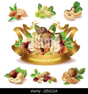 Vector set of different nuts, hazelnuts, peanuts, almond, pistachio, walnuts, cashew, whole kernels, halves, isolated on background. Mix of peeled nut Stock Vector