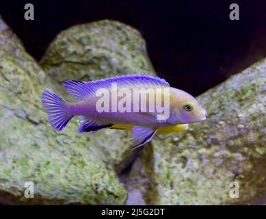 The pindani (Pseudotropheus socolofi) is a species of cichlid endemic to Lake Malawi preferring areas with sandy substrates and nearby rocks where the Stock Photo