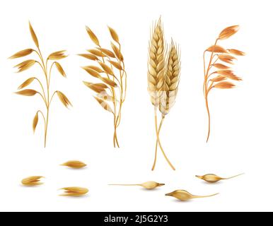 Vector realistic set of cereal plants, oat spikelets, barley ears, wheat or rye with grains isolated on background. Agriculture crop cultivated for he Stock Vector