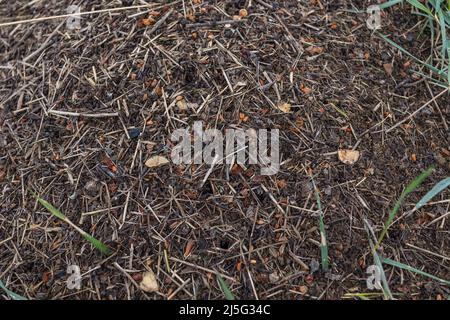 Wood Ant Anthill. Close-up of the army of red ants crawling in the nest, made from branches, seeds and straw