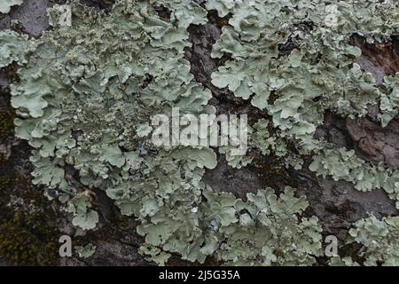 Hypogymnia physodes. Monk's-hood lichen. Lichen on tree branch in forest closeup selective focus Stock Photo