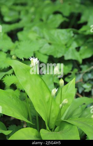 Ransoms (wild garlic) coming into flower on the road side at Maxted Street on the Kent Downs near Stowting, Ashford, Kent, England, United Kingdom Stock Photo