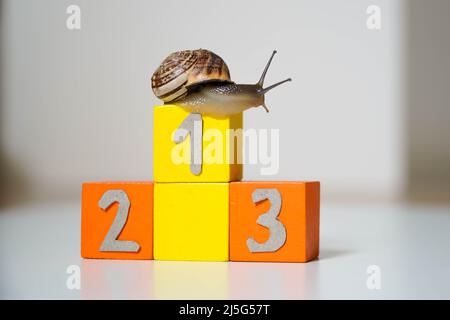 Snail in the first place of an Olympic podium. concept of success and everything is possible with effort Stock Photo
