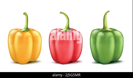 Vector set of three realistic bell peppers or bulgarian, red, green and yellow isolated on background. Whole pod of sweet pepper, vegetable for cookin Stock Vector
