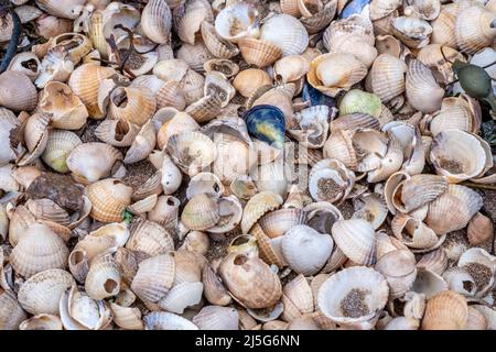Close up of colourful old shells on a beach of various shapes and sizes Stock Photo
