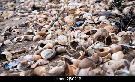 Close up of colourful old shells on a beach of various shapes and sizes Stock Photo