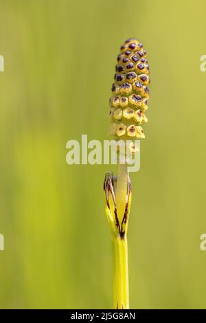 Flower of Marsh Horsetail (Equisetum fluviatile) on green background. Stock Photo