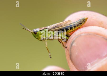 water-meadow grasshopper (Chorthippus montanus) female insect close up in hand of biologist to determine the exact species. Stock Photo