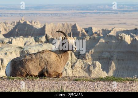 Mountain Goat Sitting on ledge, Badlands National Park, South Dakota Stock Photo