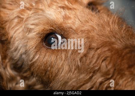 Eye of a dog, icon of fidelity and love. Welsh terrier puppy, cute, adorable pet. Stock Photo
