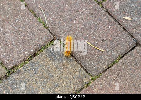 the orange caterpillar of the maple owl, Acronicta aceris, on a footpath. Stock Photo