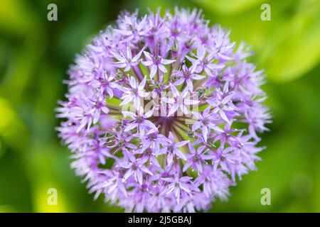 The wonderful purple flower of the ornamental lily Stock Photo
