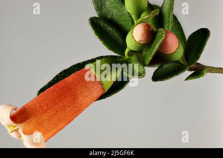 Isolated Correa pulchella 'Orange Glow' flower and buds Stock Photo