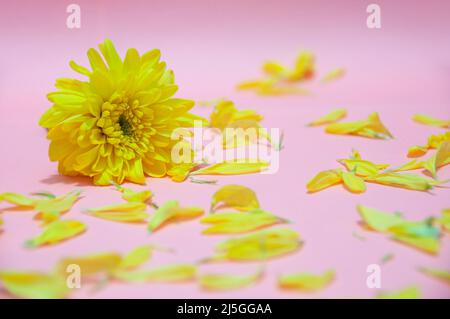 Yellow flower petals on light pink color background. Valentine's, celebration and Mother's Day concept. Copy space Stock Photo