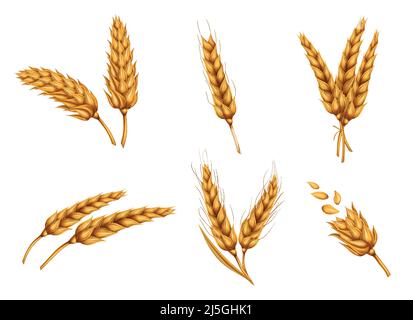 Set of dried wheat ears, bunch of ripe cereals, peeled whole grain realistic vector illustration isolated on white background. Gold wheat collection f Stock Vector